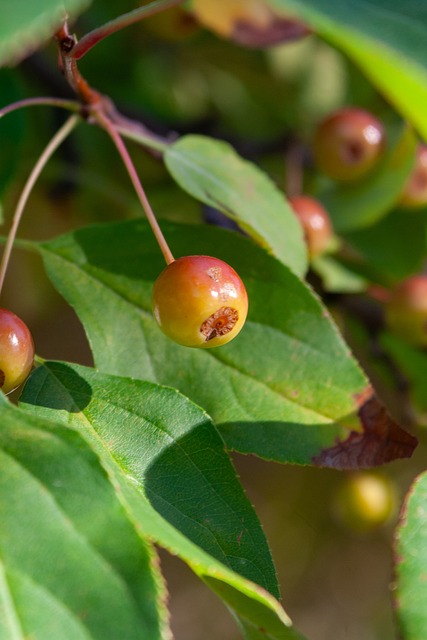 文化得以碰 文化得以碰