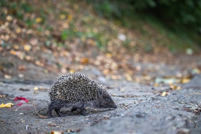人们喜爱 人们喜爱